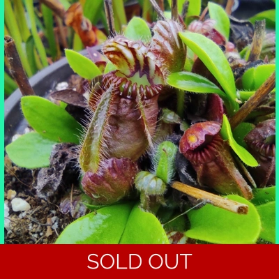 Cephalotus follicularis TYPICAL